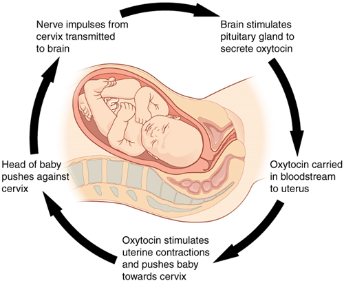 Acupuncture for  Labour